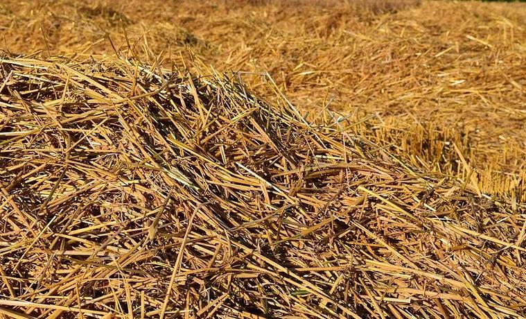 生物基材料:建筑领域的未来之路